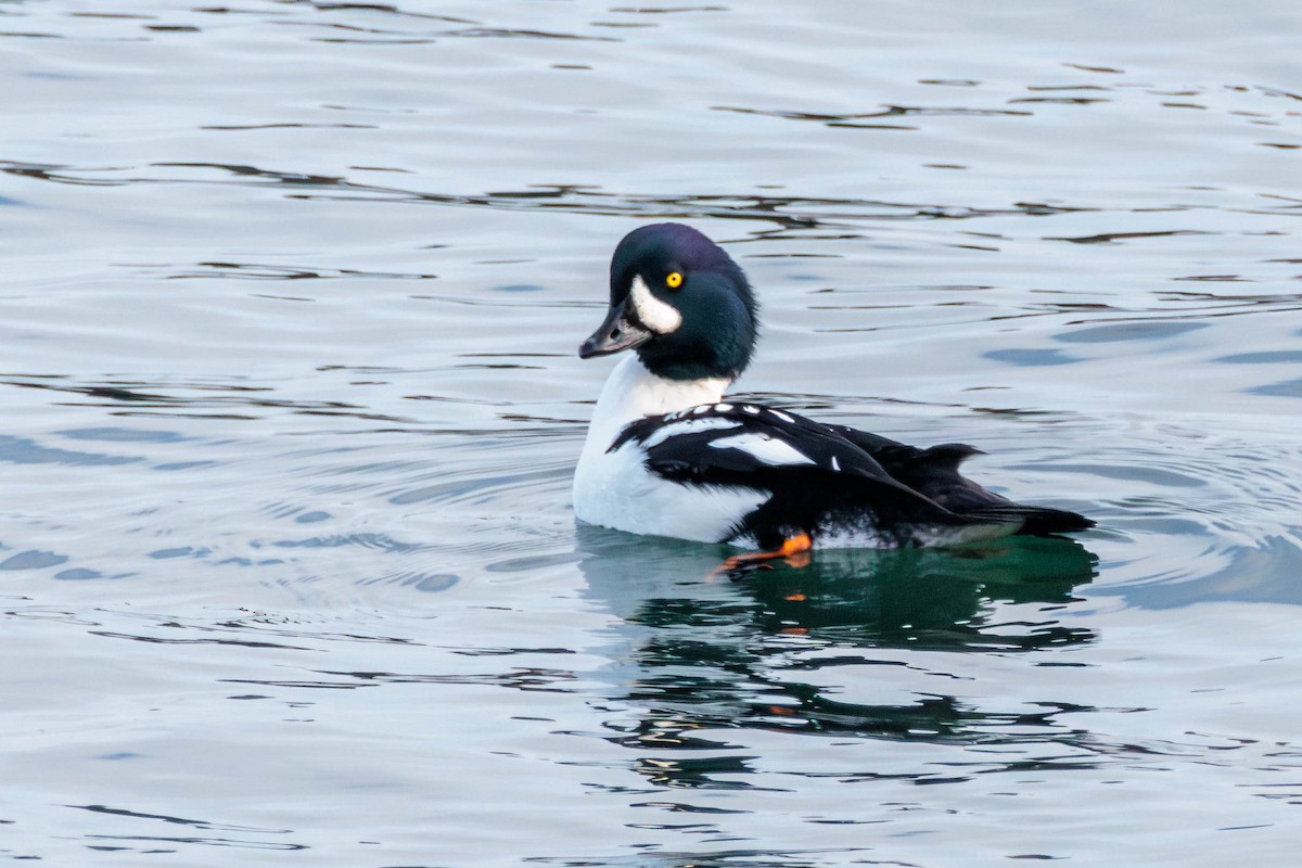 Barrow's Goldeneye - ML611649087