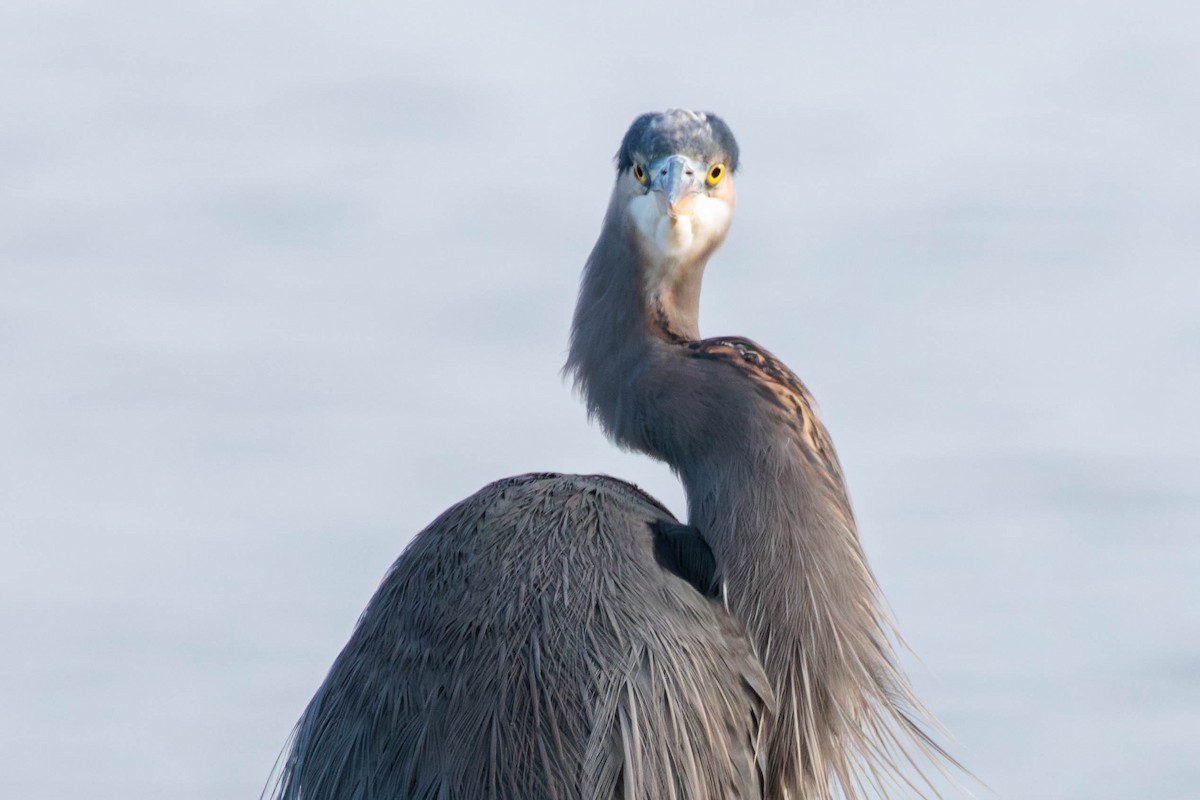 Great Blue Heron - Pierce Louderback