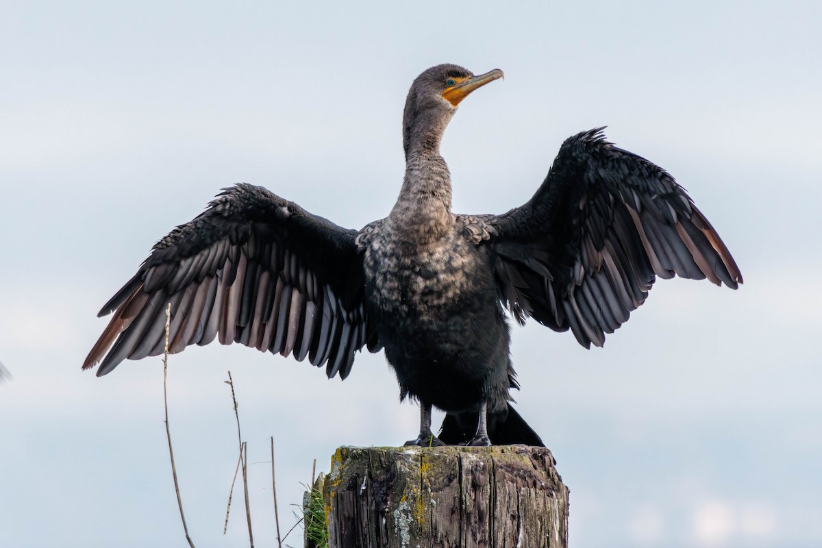 Double-crested Cormorant - Pierce Louderback