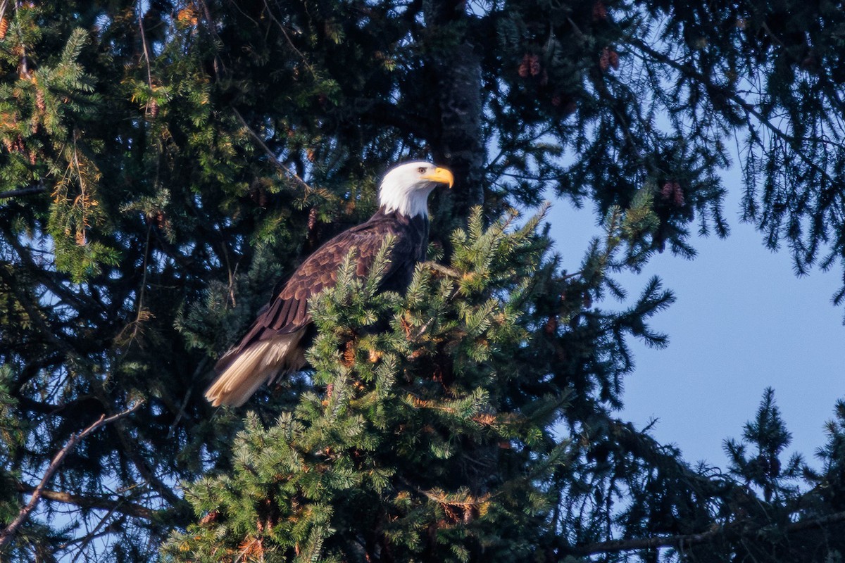 Bald Eagle - Pierce Louderback