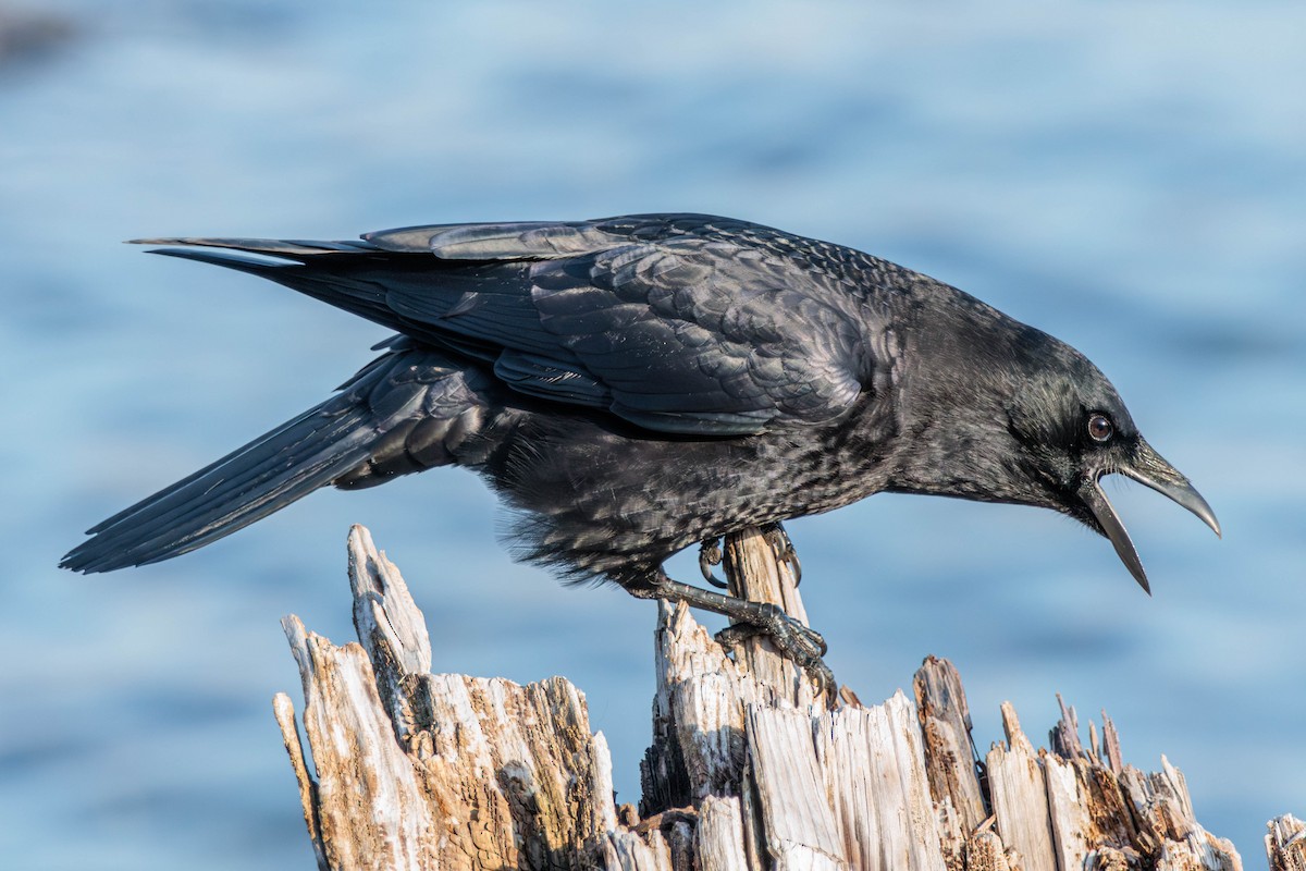 American Crow - Pierce Louderback