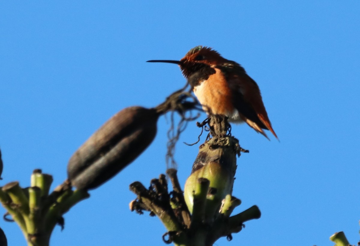 Allen's Hummingbird - ML611649120