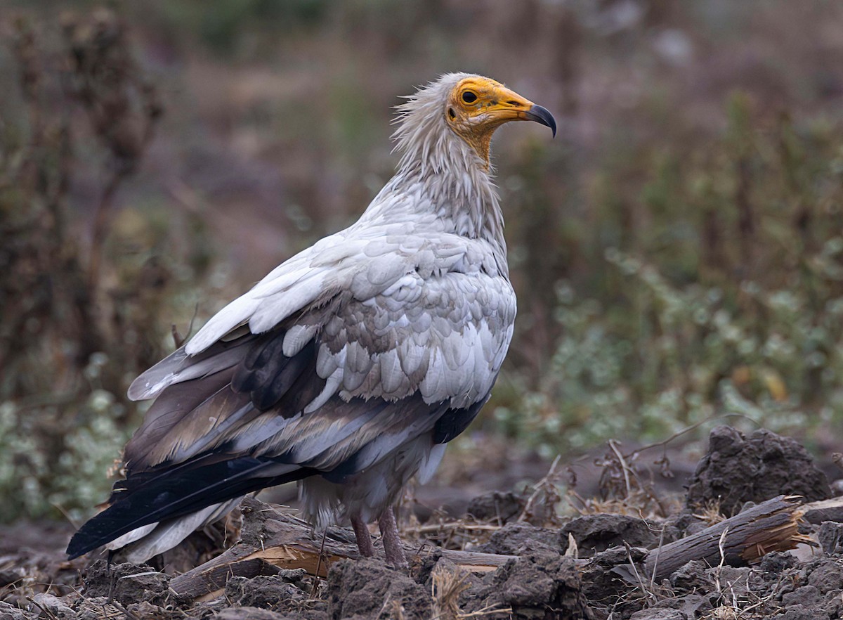 Egyptian Vulture - ML611649132