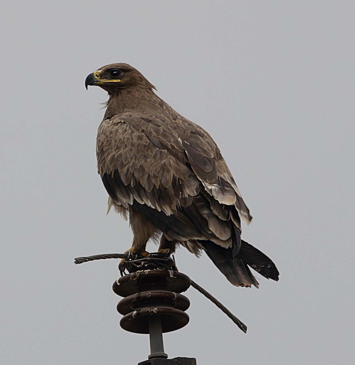 Steppe Eagle - ML611649140