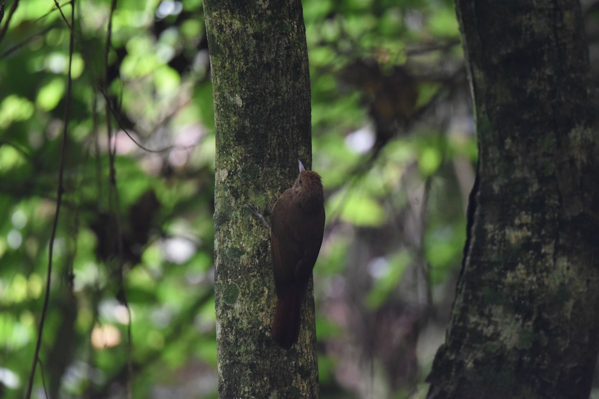 Plain-winged Woodcreeper - ML611649189