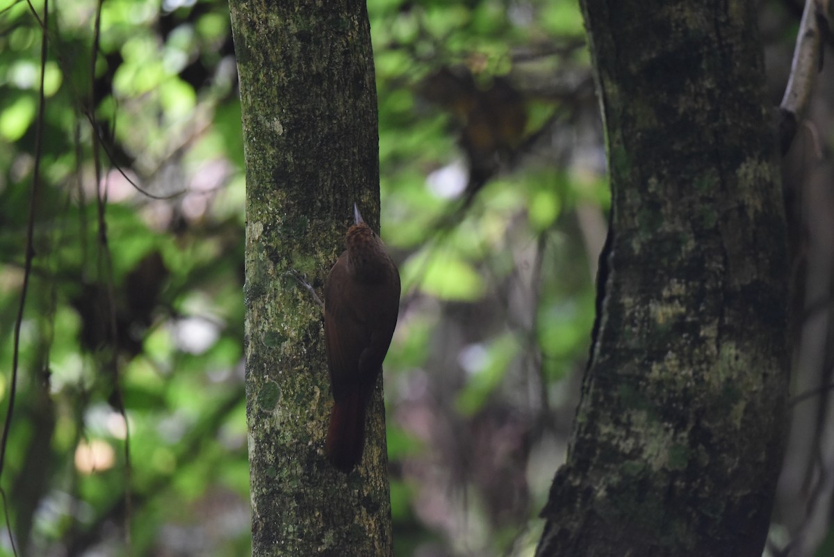 Plain-winged Woodcreeper - ML611649190