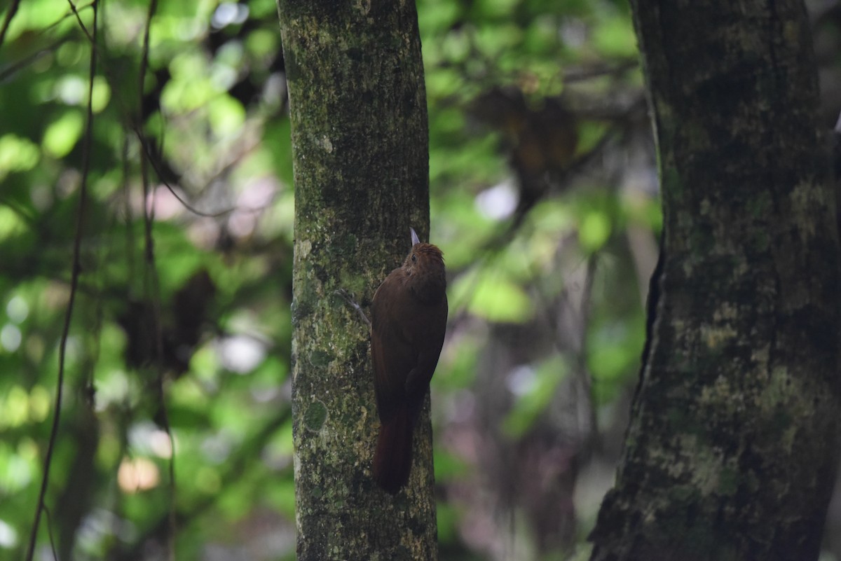 Plain-winged Woodcreeper - ML611649192