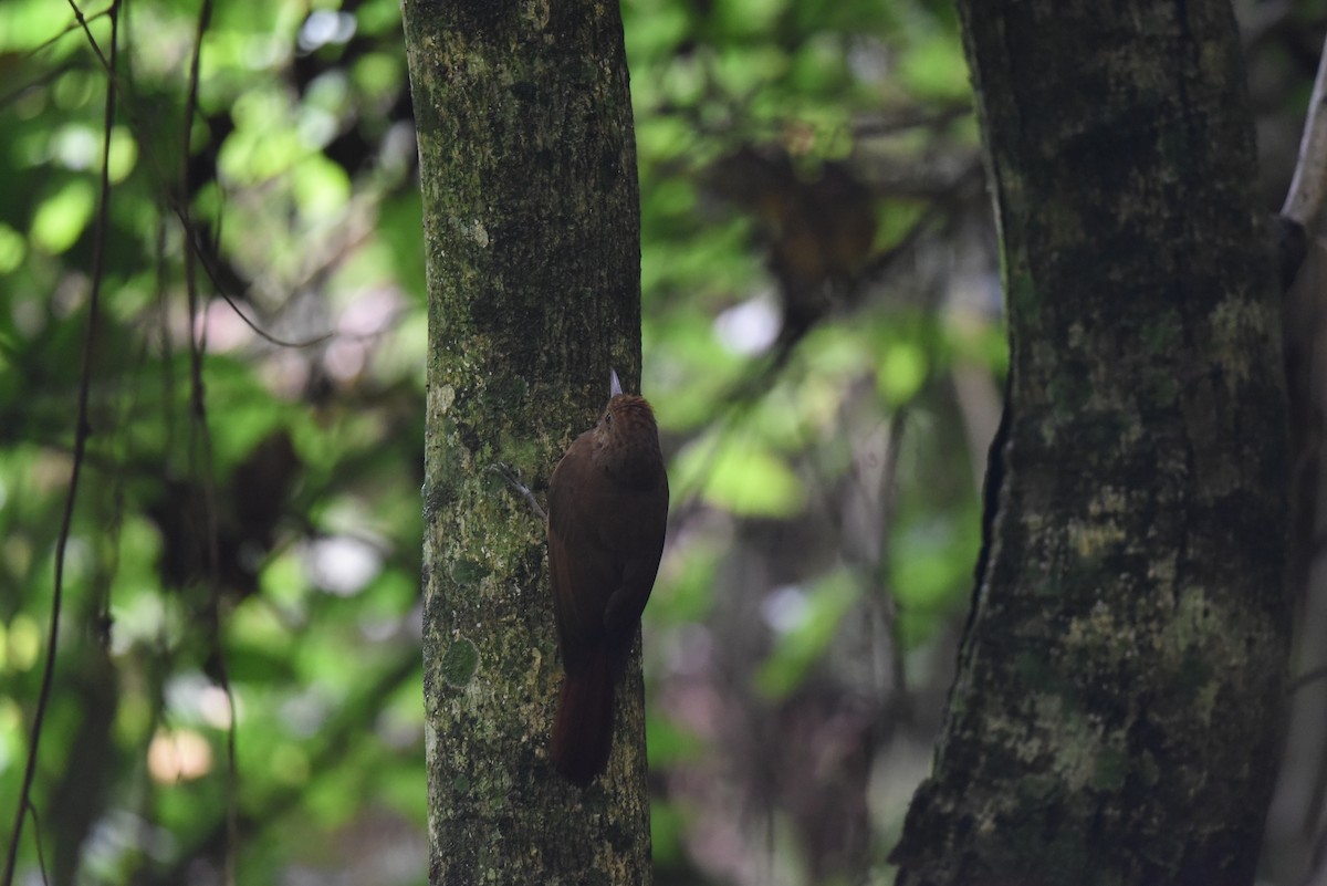 Plain-winged Woodcreeper - ML611649196