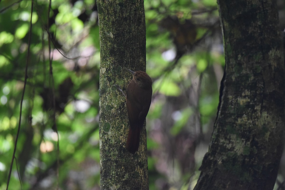 Plain-winged Woodcreeper - Christoph Randler