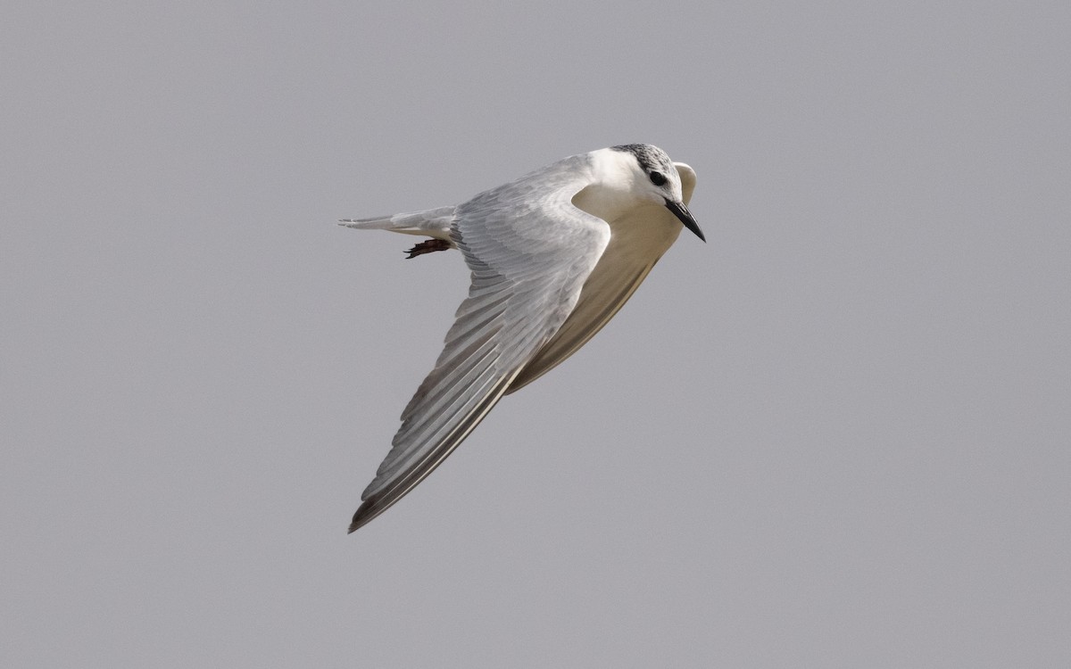 Whiskered Tern - ML611649215