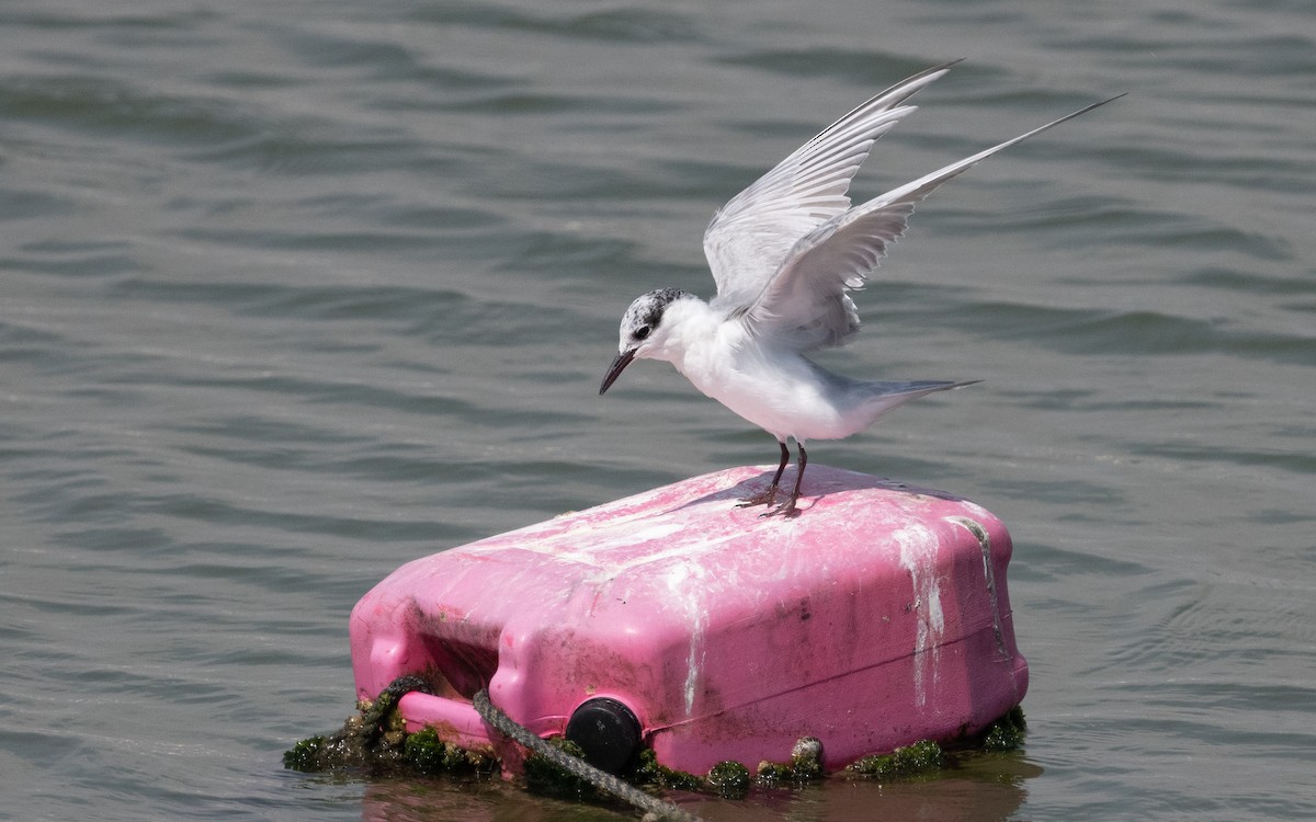 Whiskered Tern - ML611649216