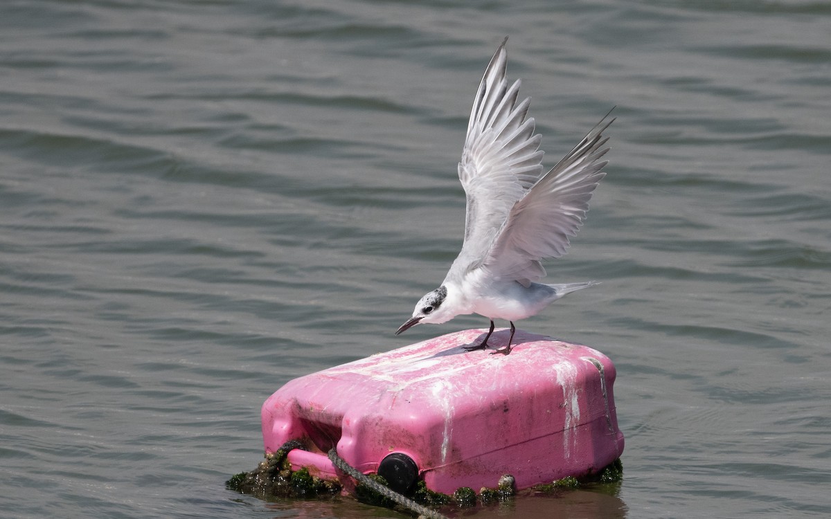 Whiskered Tern - ML611649217