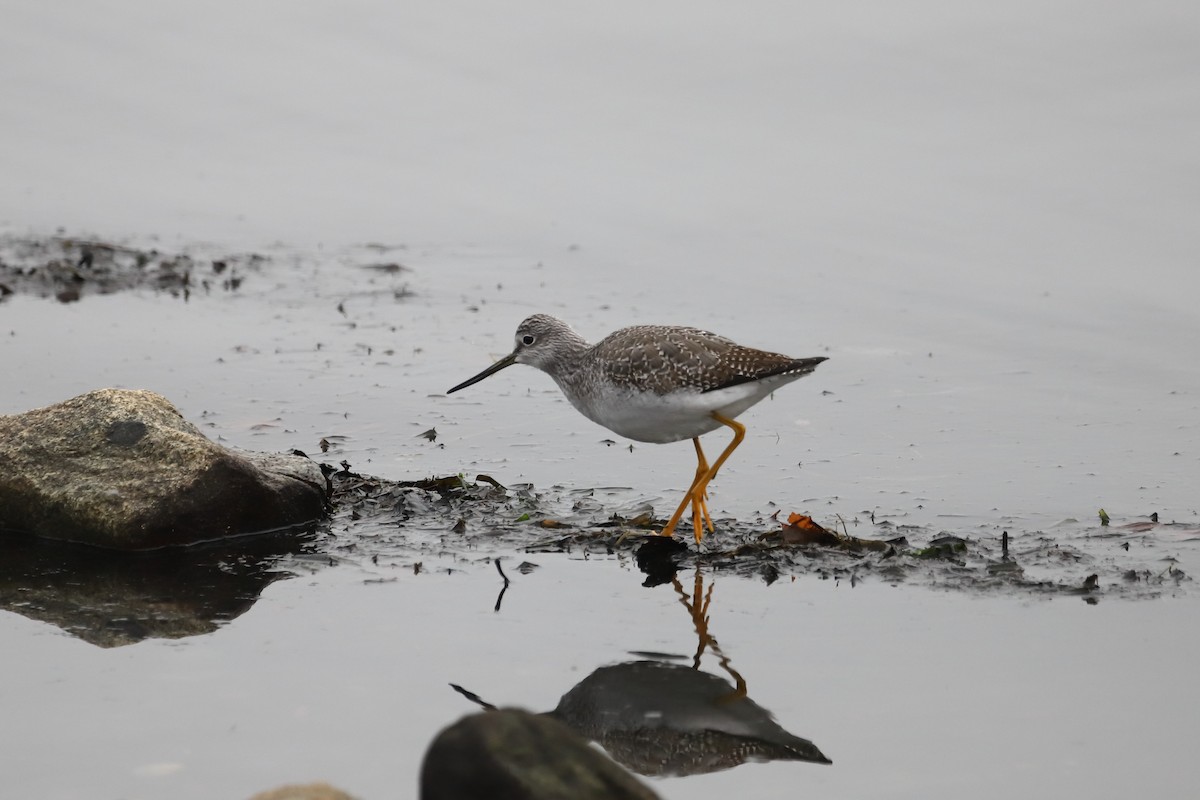 Greater Yellowlegs - Eric Habisch