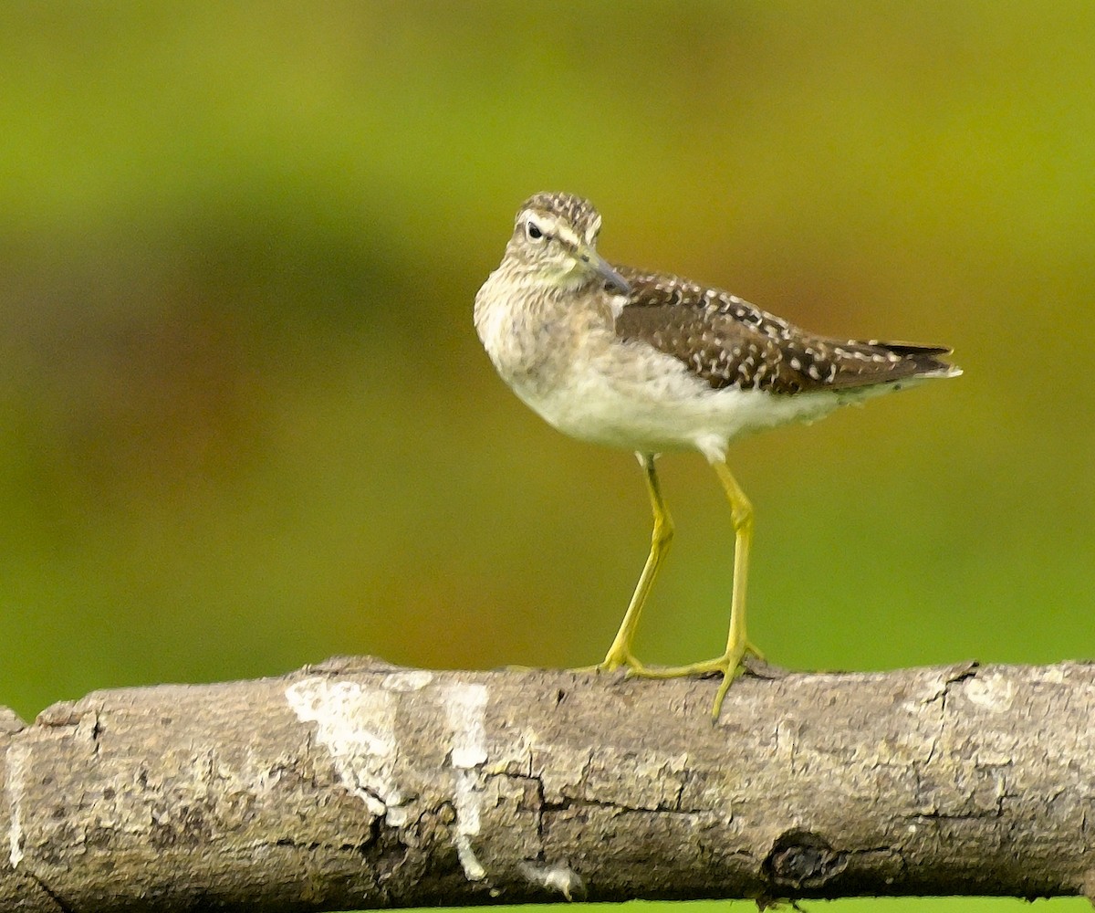 Wood Sandpiper - ML611649266