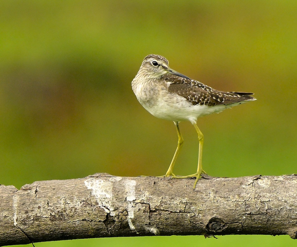 Wood Sandpiper - ML611649268