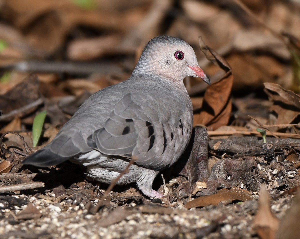 Common Ground Dove - ML611649311