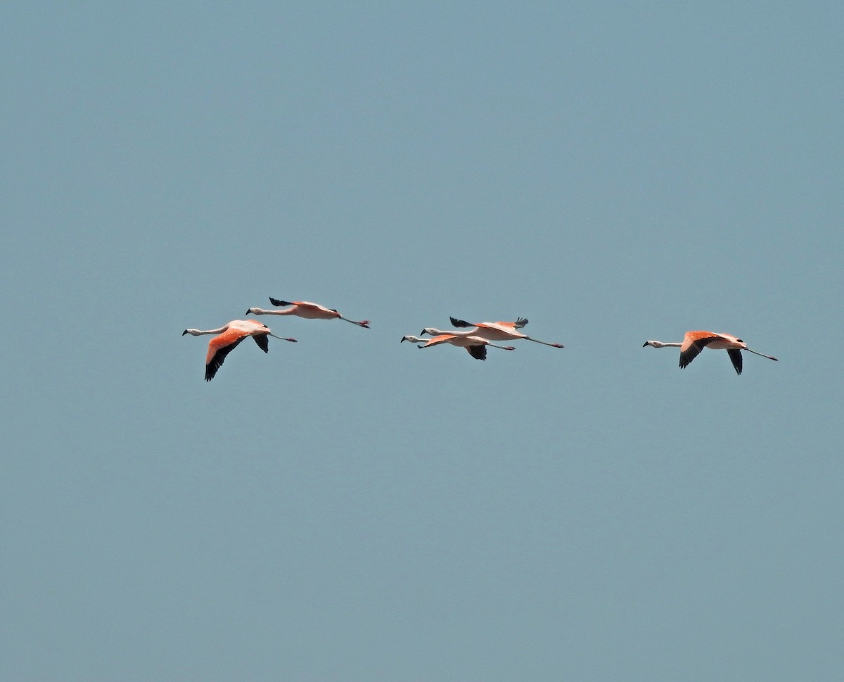 Chilean Flamingo - ML611649313