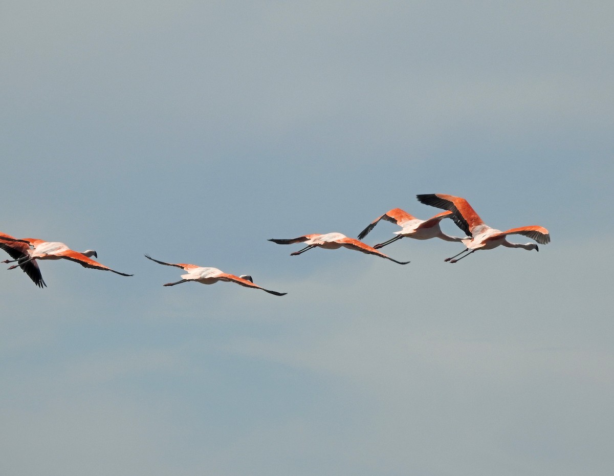 Chilean Flamingo - ML611649316