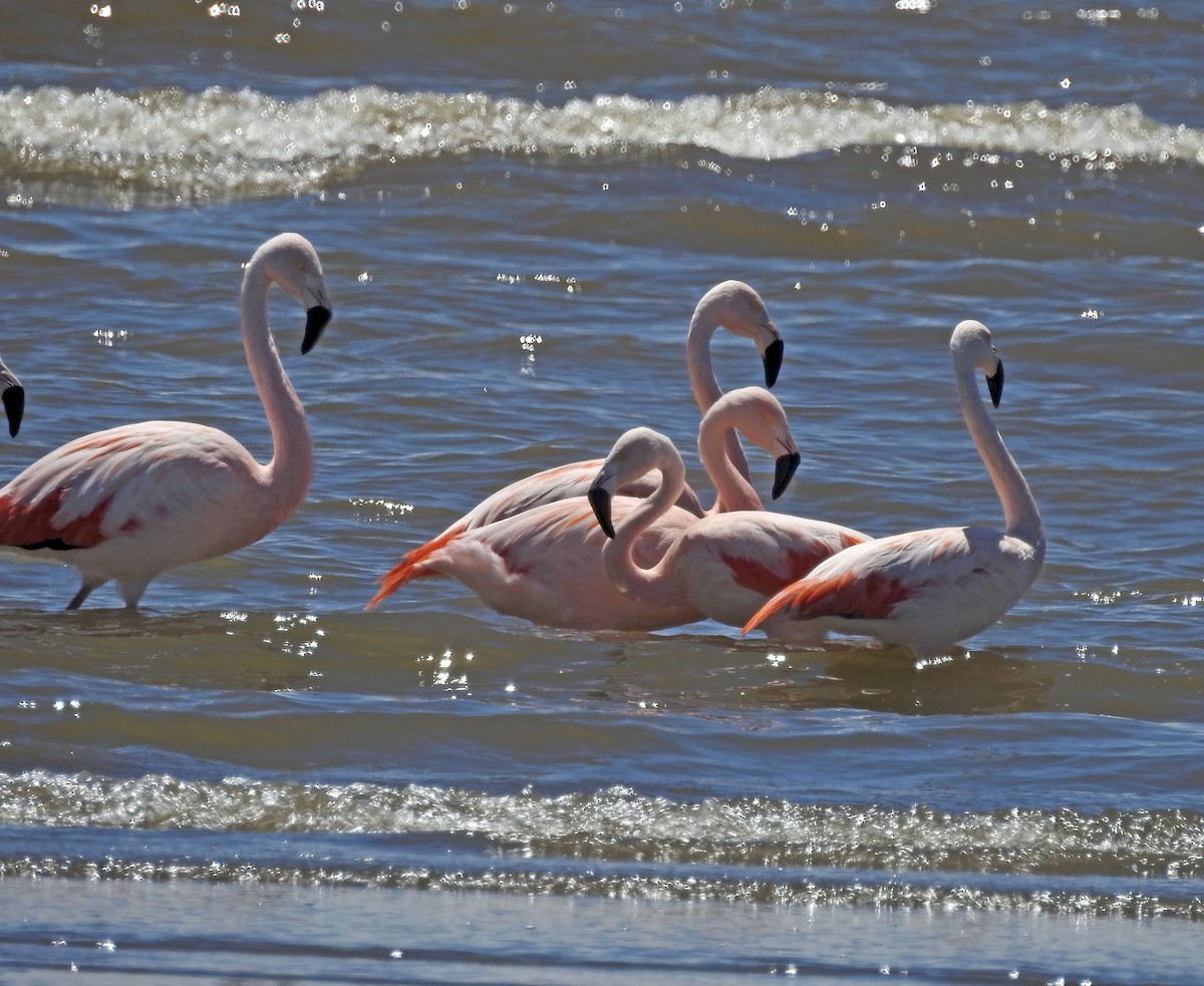 Chilean Flamingo - ML611649317