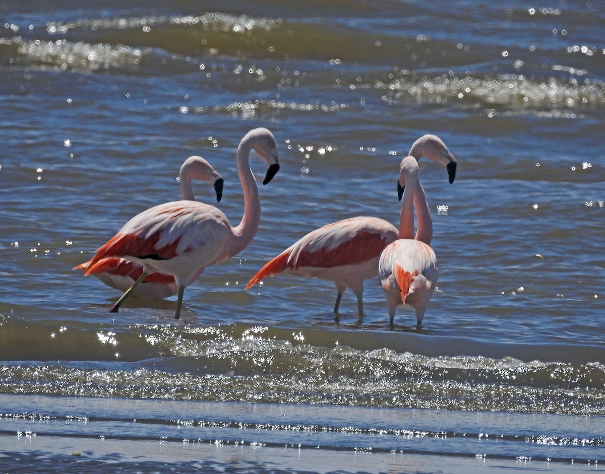 Chilean Flamingo - ML611649318