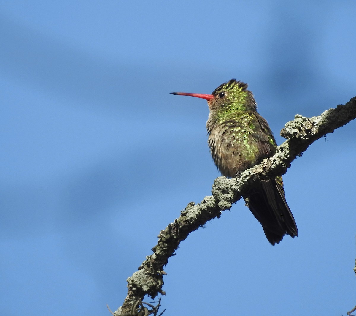 Gilded Hummingbird - ML611649328