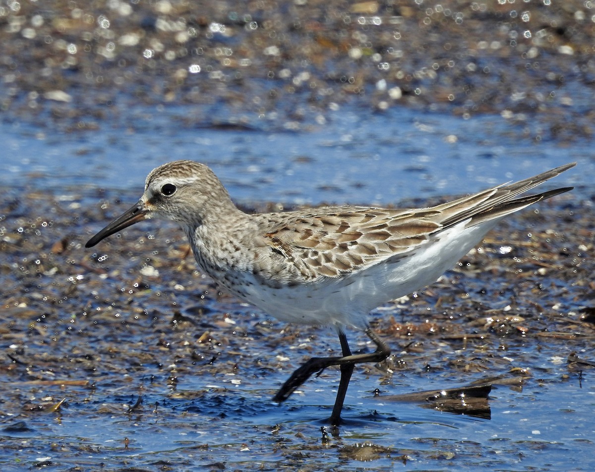 White-rumped Sandpiper - ML611649332