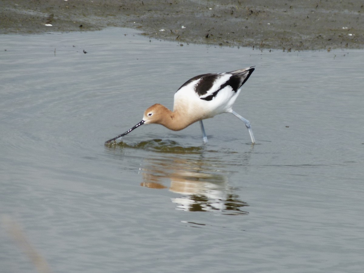 American Avocet - Dave Williams