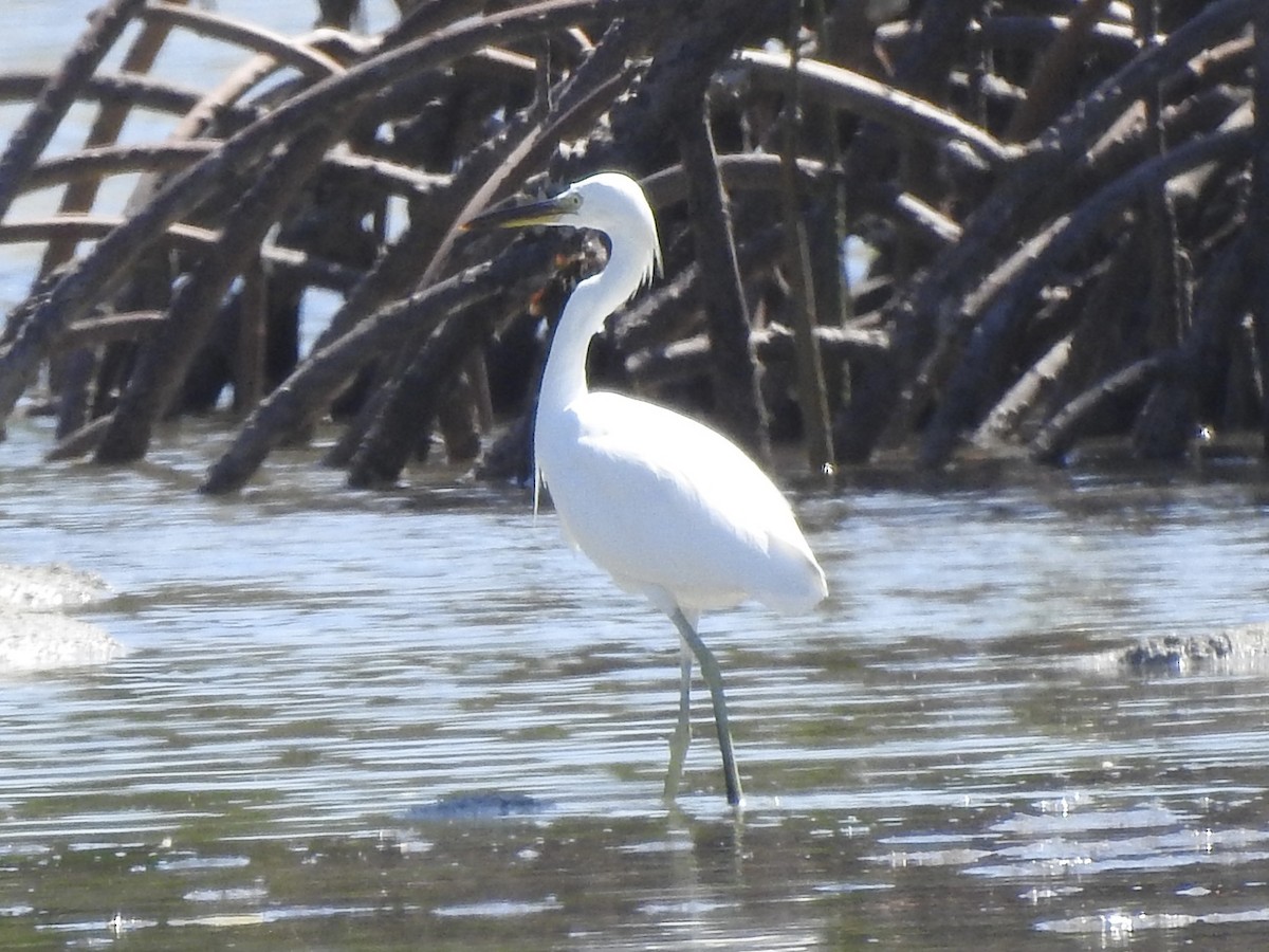 Pacific Reef-Heron - ML611649418