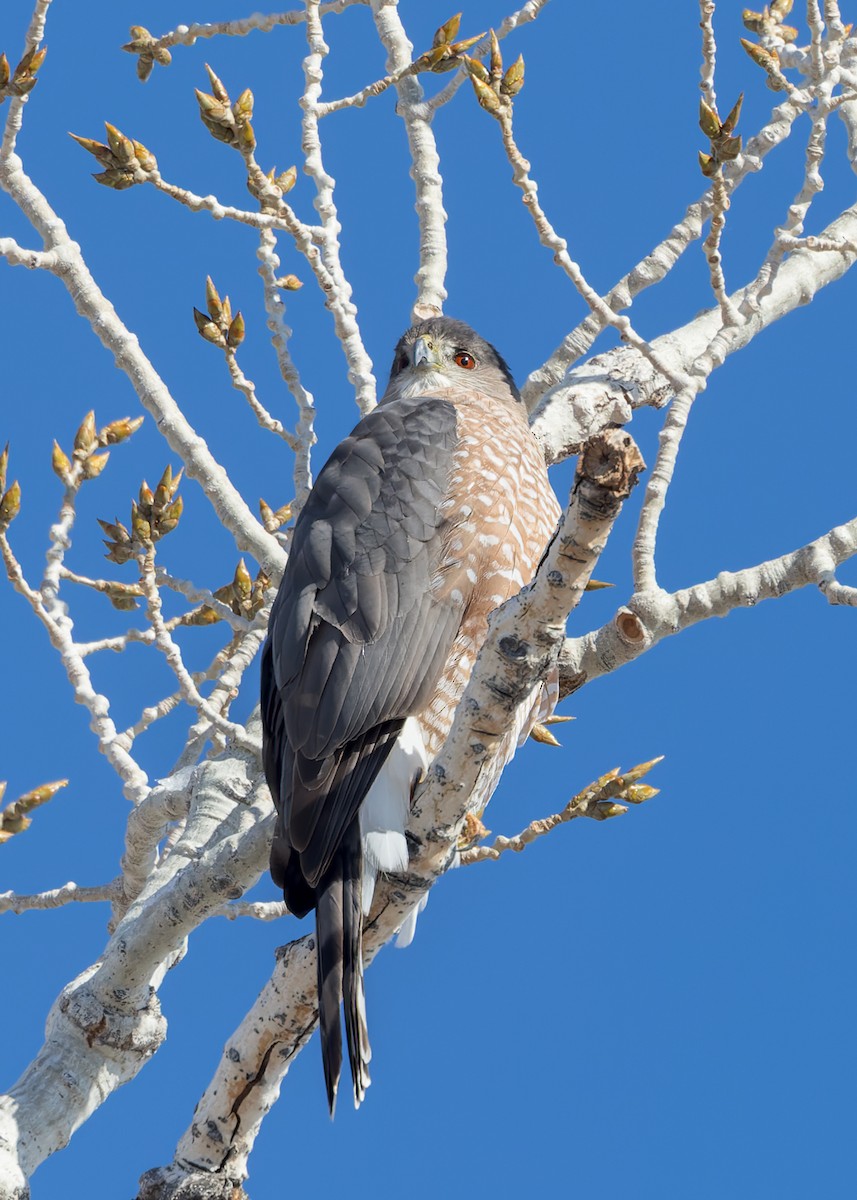 Cooper's Hawk - ML611649477