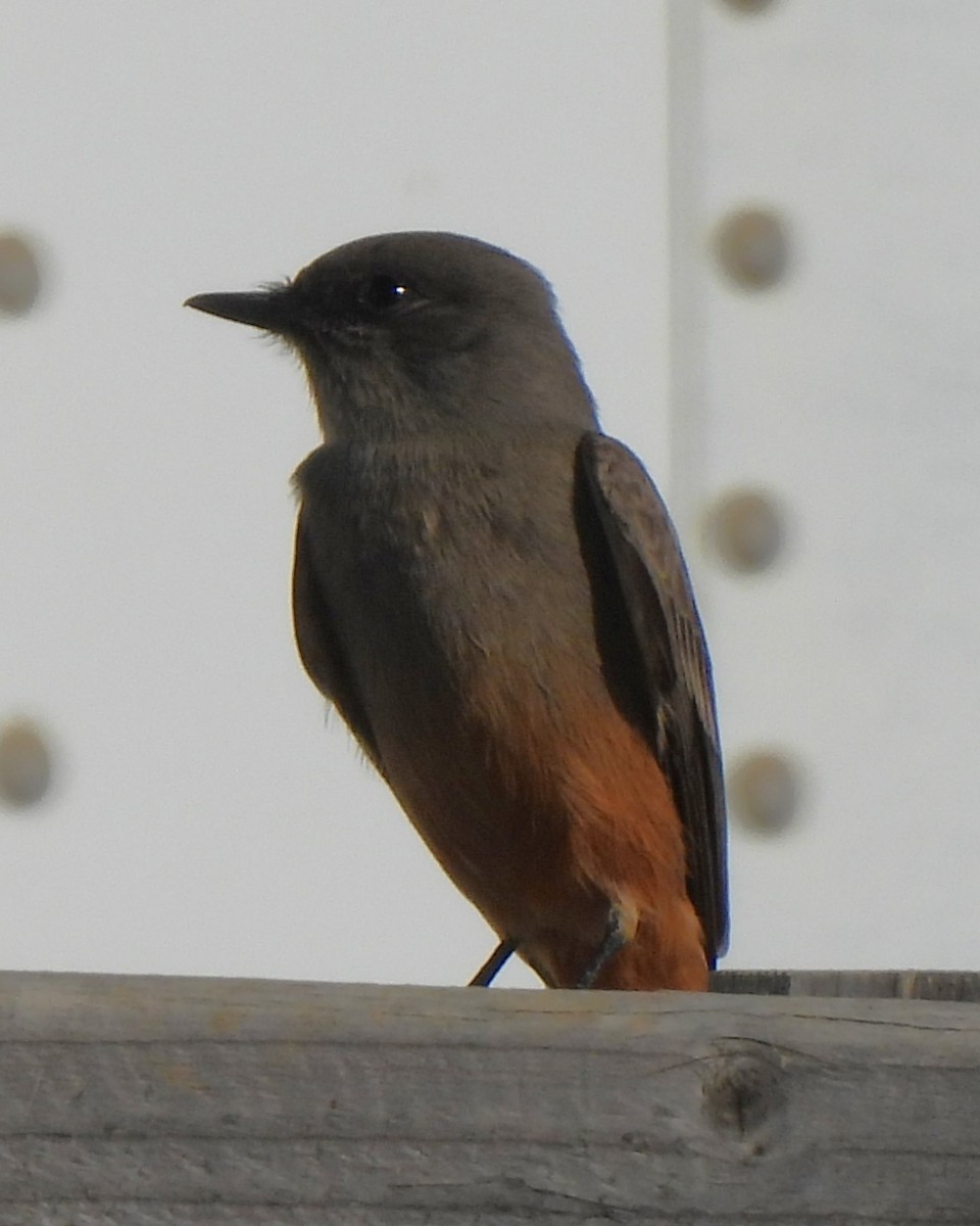 Say's Phoebe - ML611649662