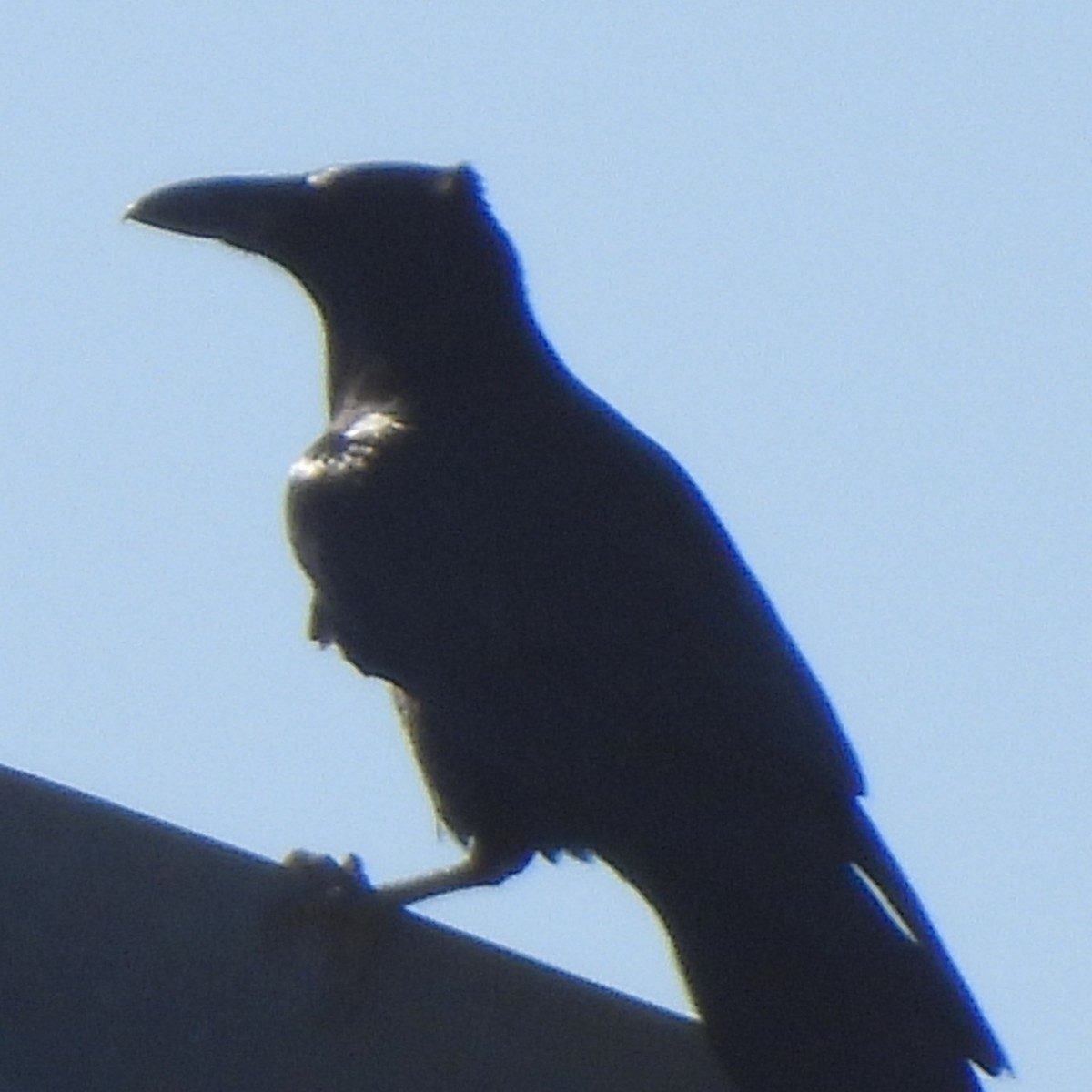 Common Raven - ML611649667