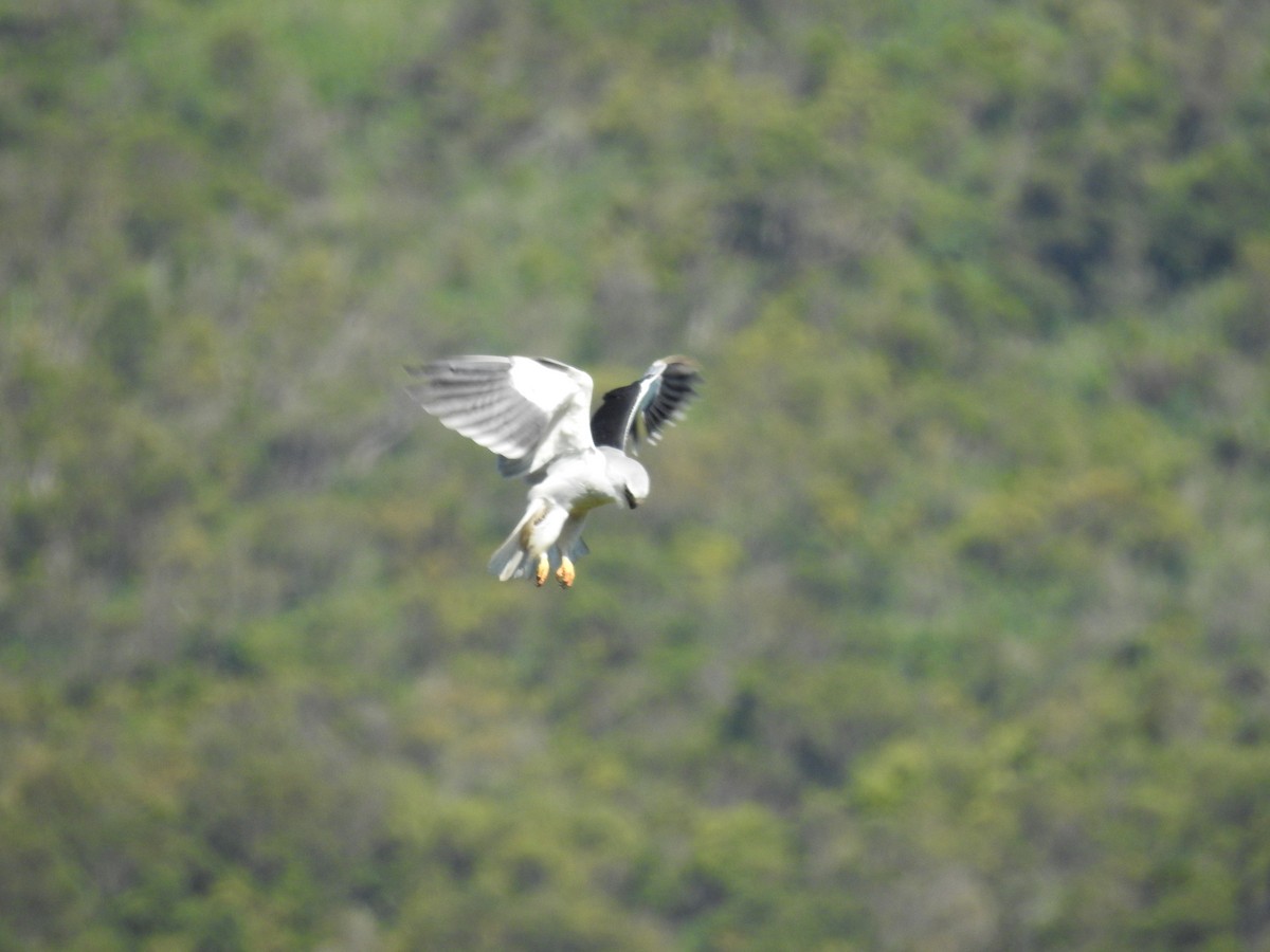 Black-winged Kite - ML611649677