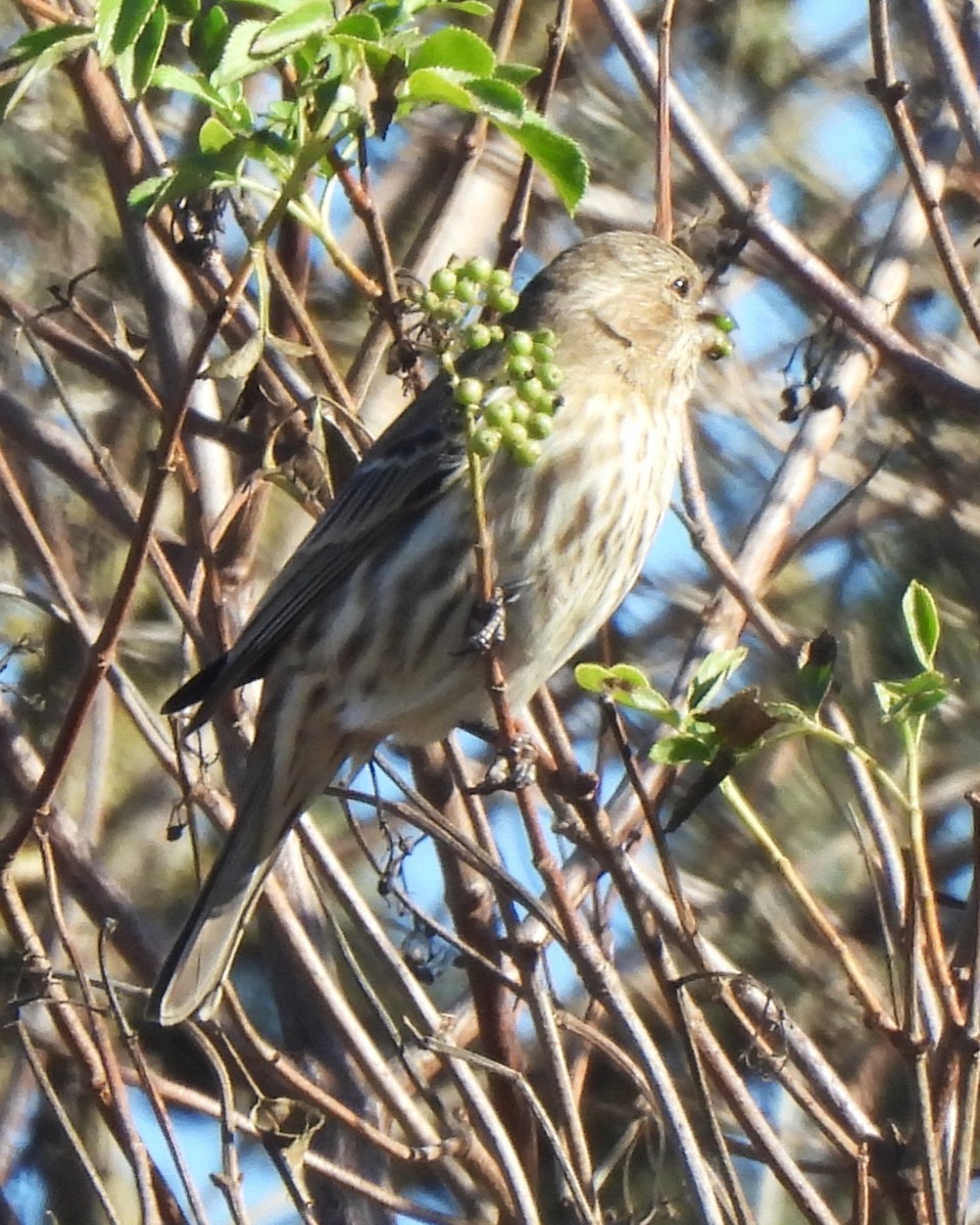 House Finch - ML611649686