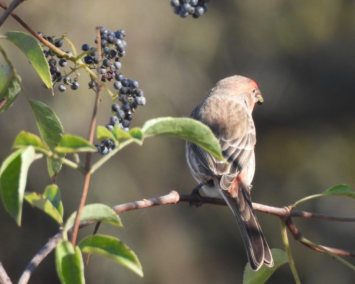 House Finch - ML611649687