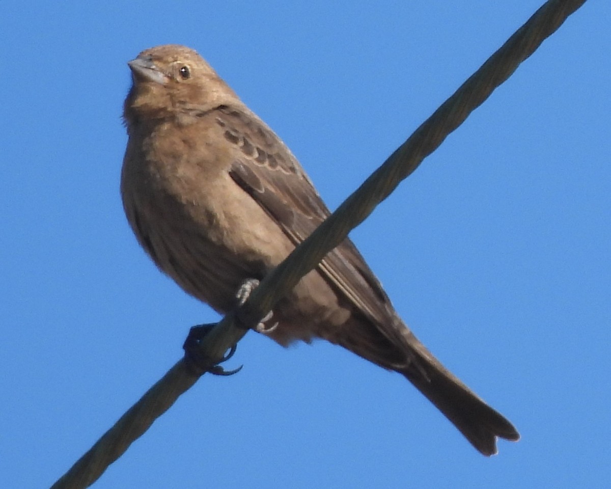 Brown-headed Cowbird - ML611649698