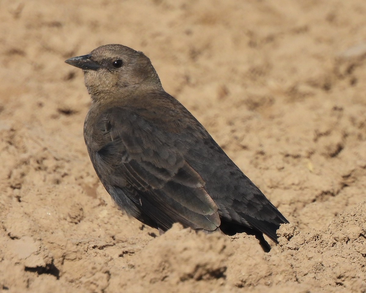 Brewer's Blackbird - ML611649709