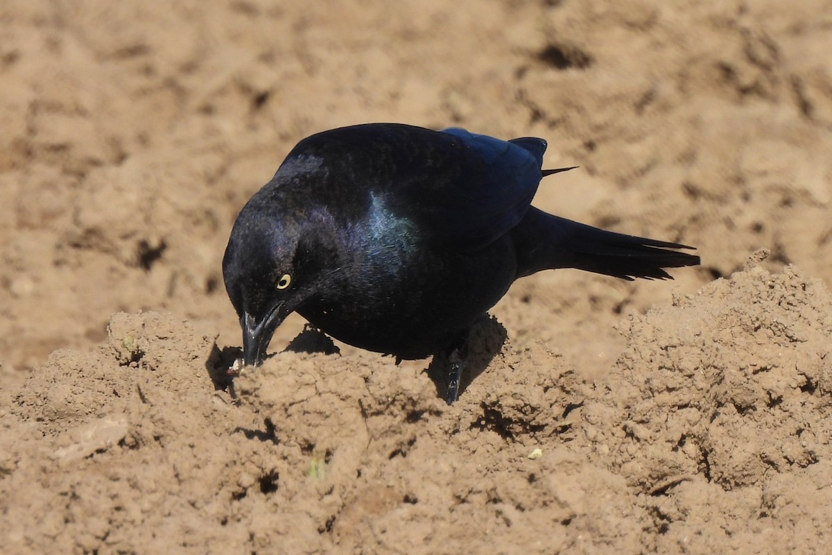 Brewer's Blackbird - ML611649715