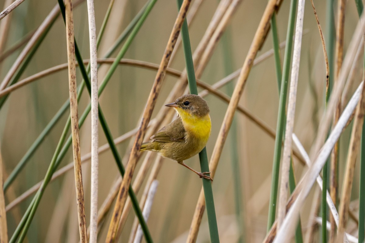 Common Yellowthroat - Ardell Winters