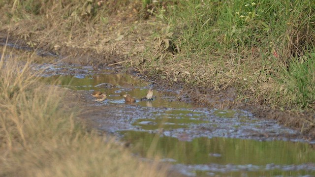 Scaly-breasted Munia - ML611649830