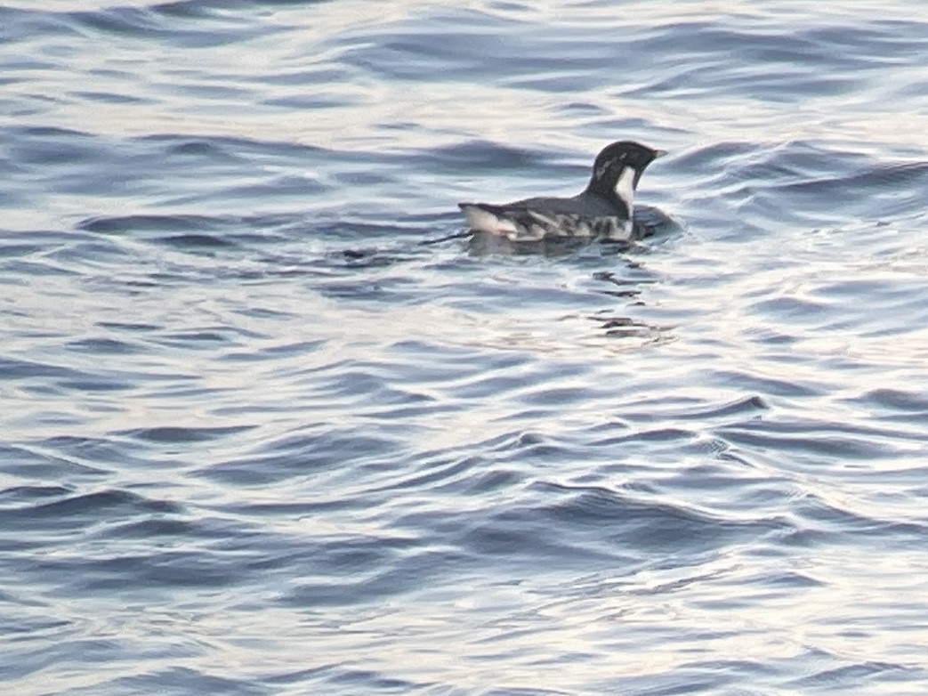 Ancient Murrelet - Craig R Miller