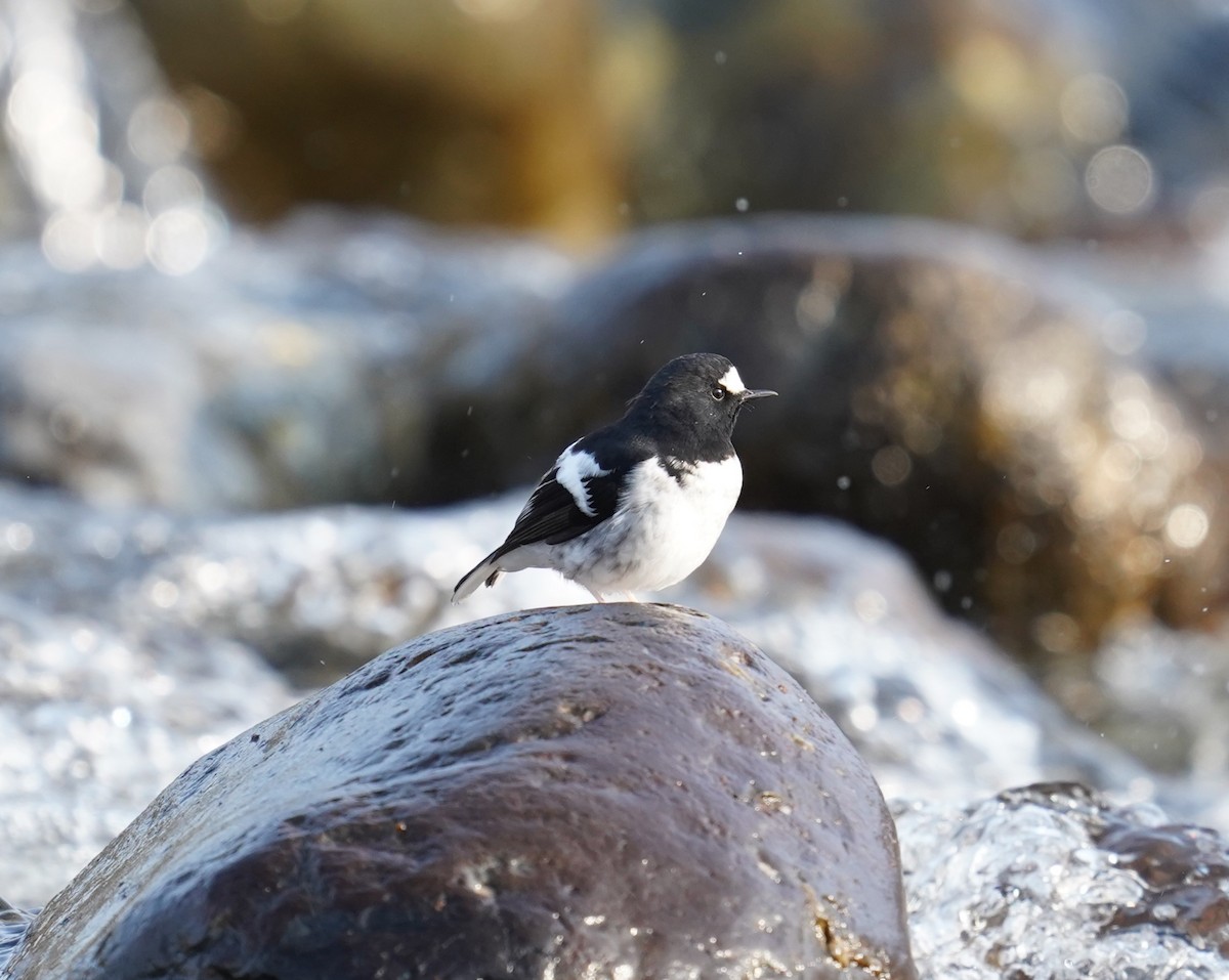 Little Forktail - ML611650003