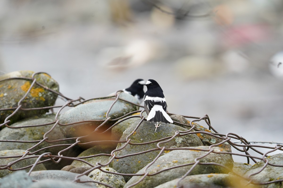 Little Forktail - ML611650004