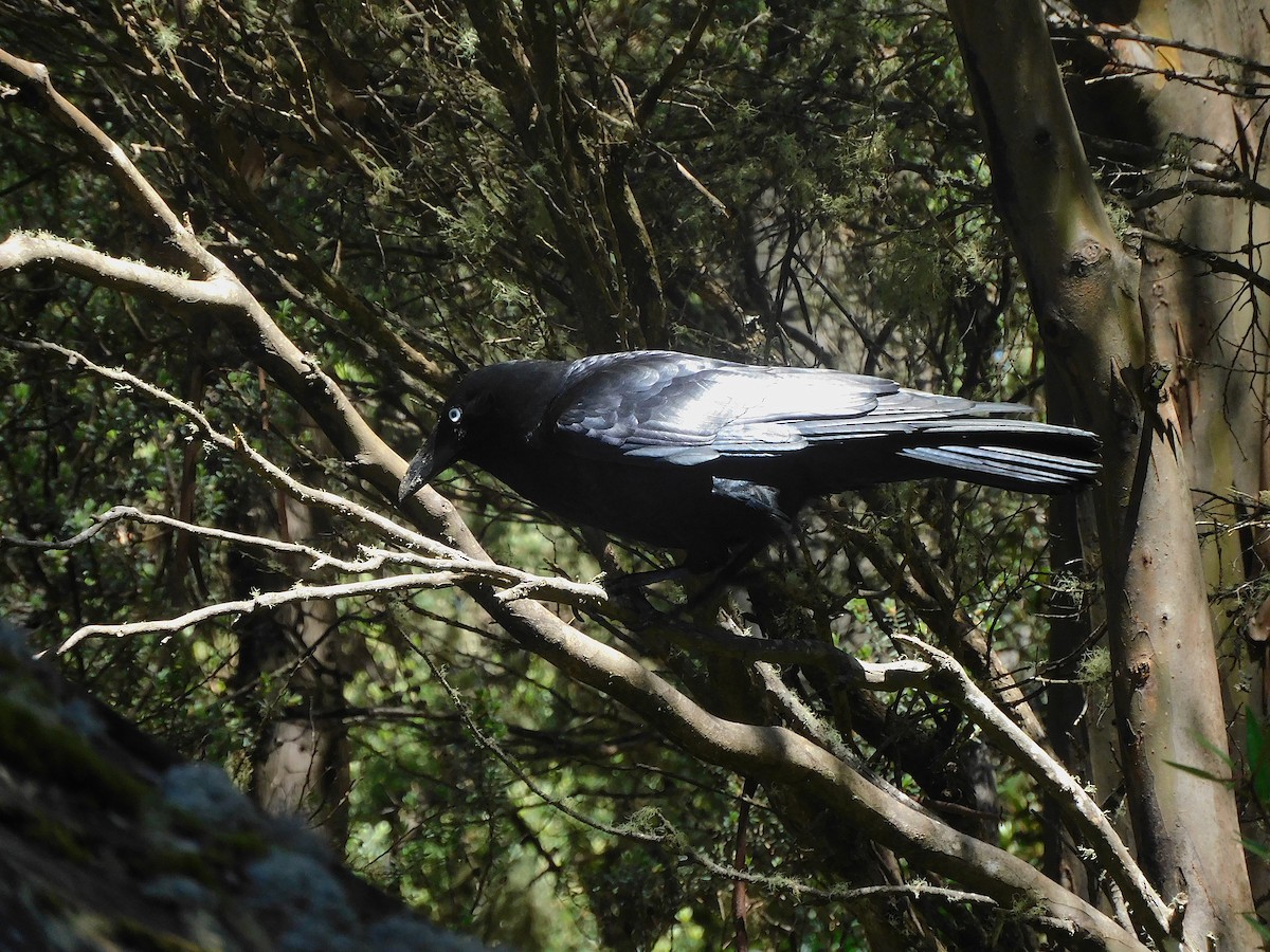 Cuervo de Tasmania - ML611650031