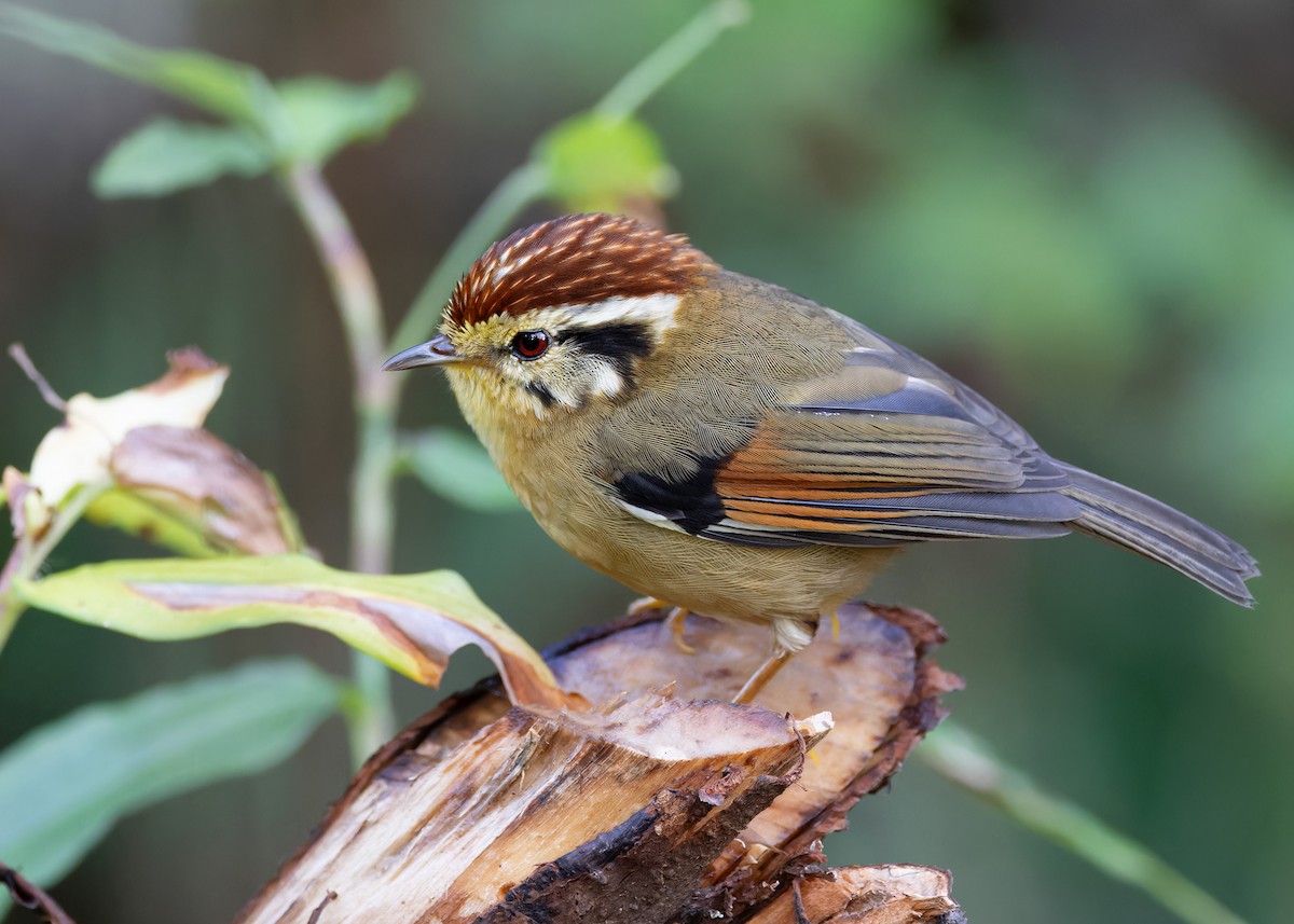 Rufous-winged Fulvetta - Ayuwat Jearwattanakanok