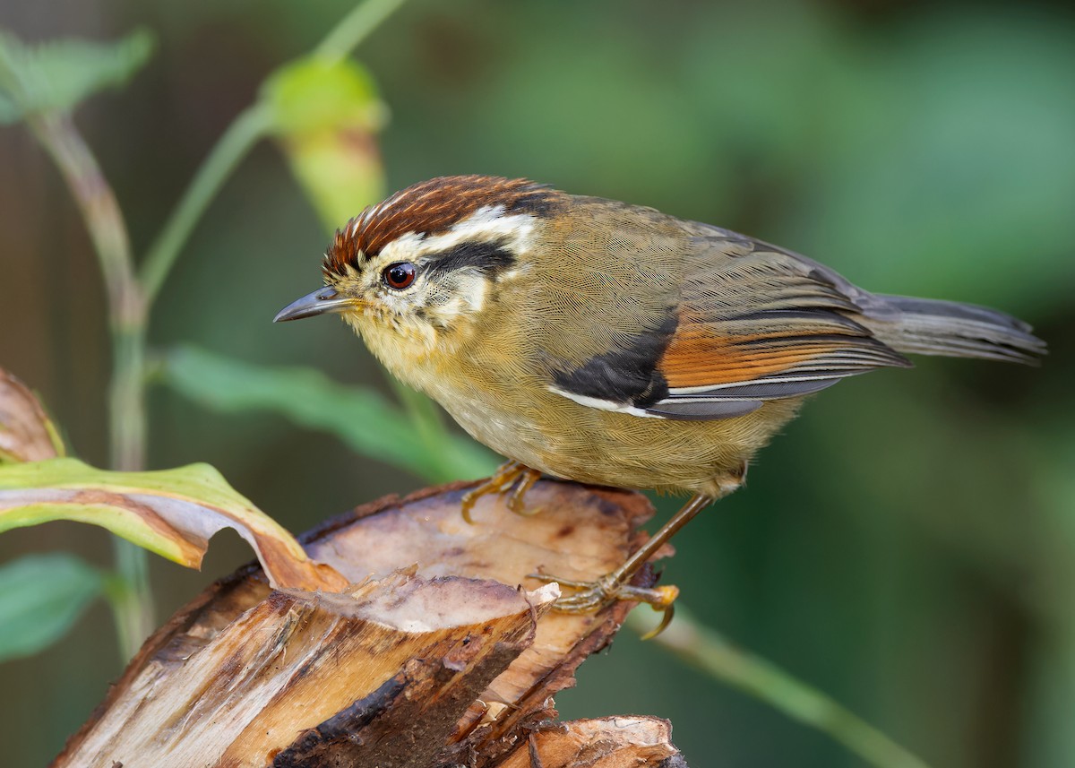 Rufous-winged Fulvetta - ML611650041