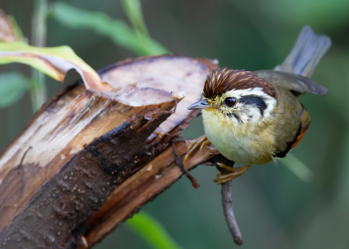 Rufous-winged Fulvetta - ML611650043