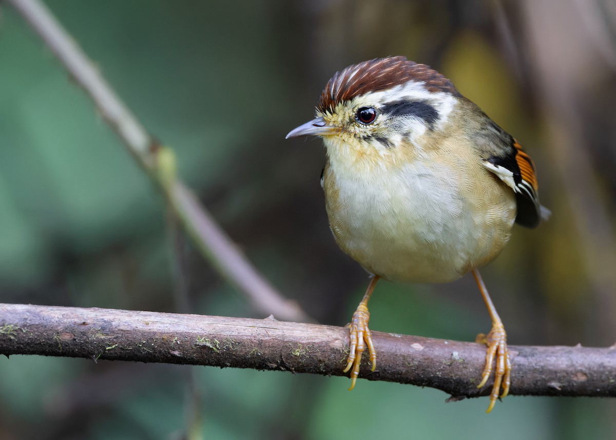 Rufous-winged Fulvetta - ML611650044