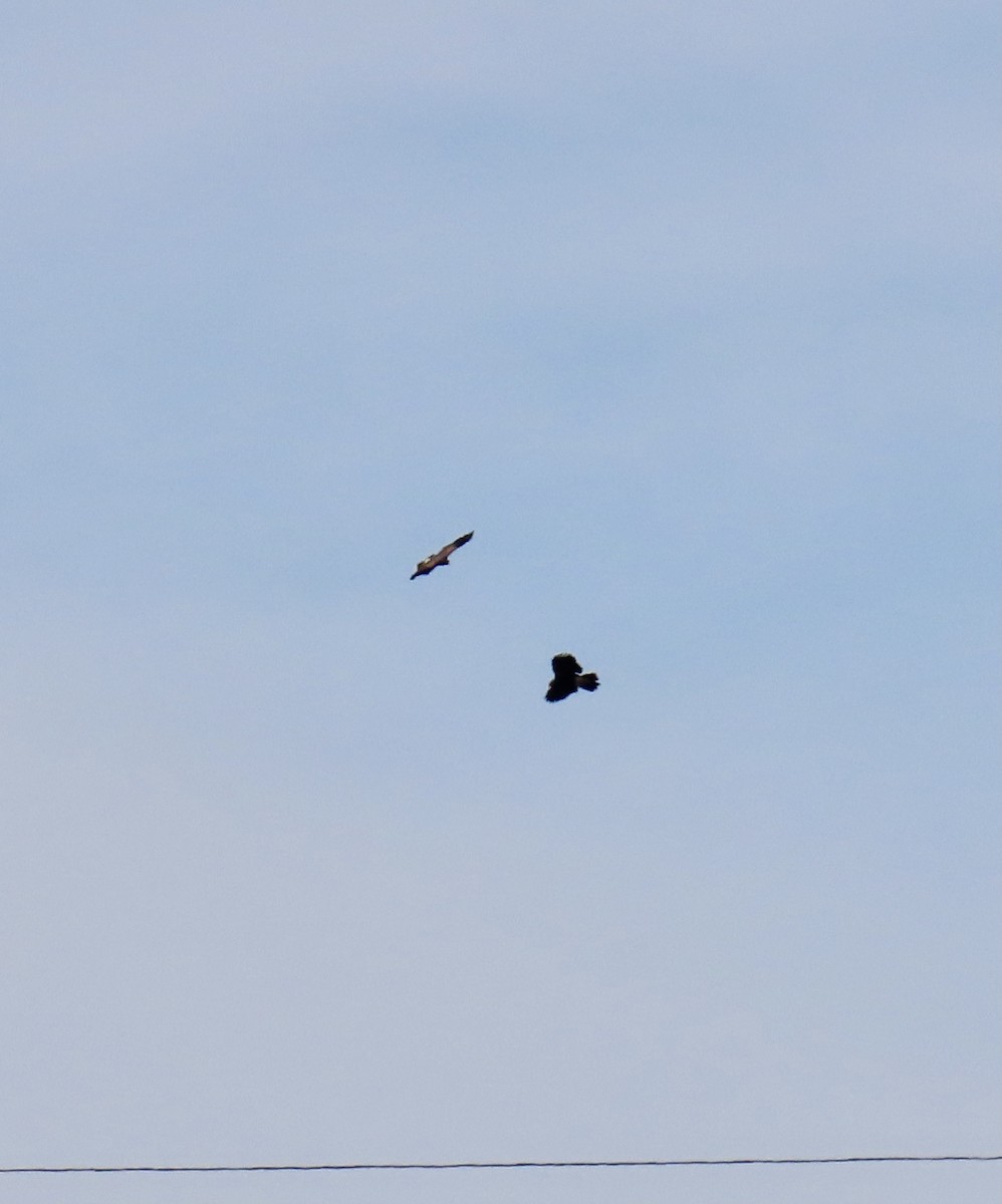 Орлиный канюк - ML611650061