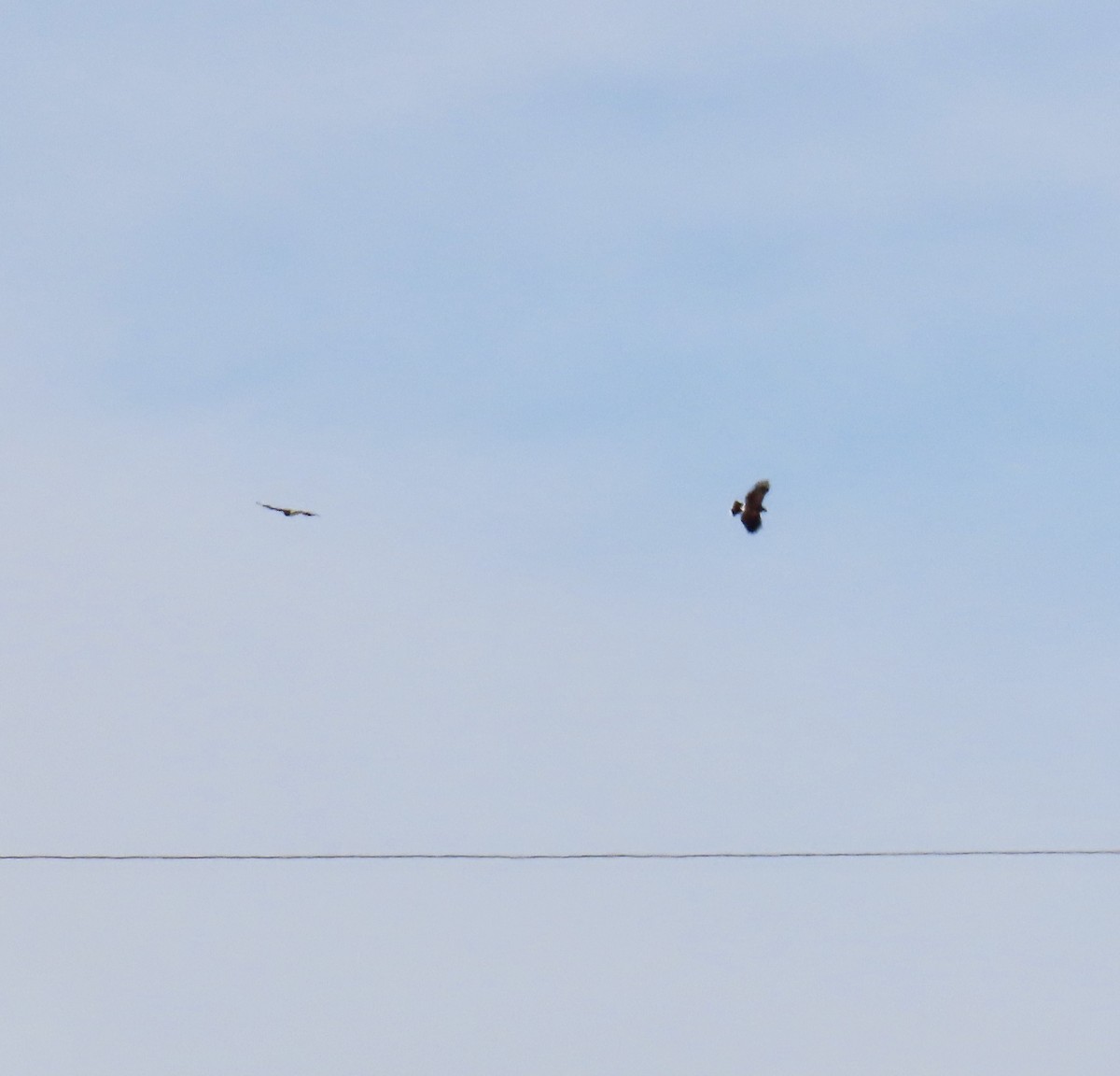 Орлиный канюк - ML611650062