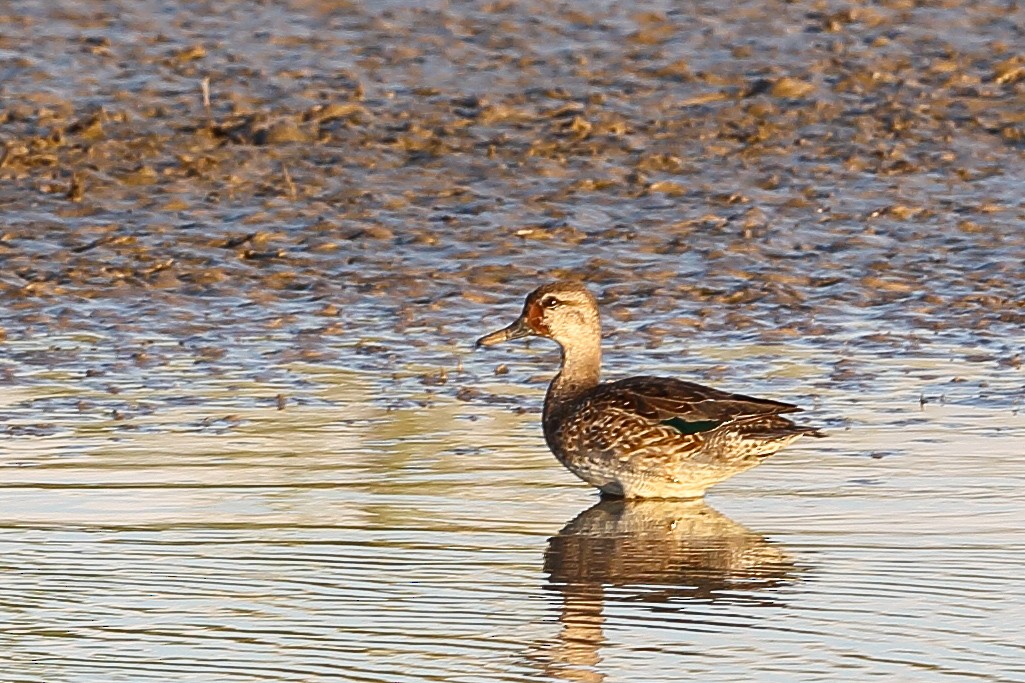 Green-winged Teal - ML611650131